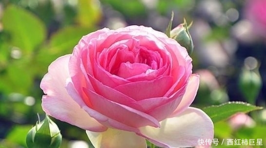 「花色」花色美丽,花期长,这几款盆栽是观赏佳品,来欣赏下吧