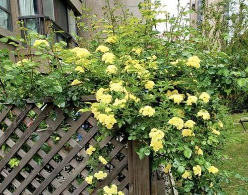  庭院：阳台、庭院不宽阔？也得种2棵“木香花”，清香飘满屋子，好闻！