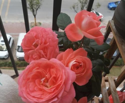  『试试』春天，正是让月季花开爆盆的好时期，2件事宜多做，快试试吧