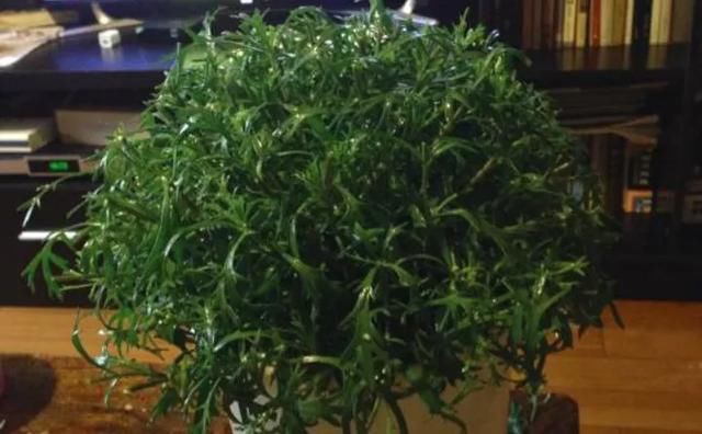  开花|玛格丽特“大片”黄叶枯枝，3个原因要知道，秋天才能开花