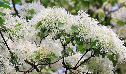 「见到」南方1种“雪花树”,花开如霜似雪,见到别放过,做成盆景美一片