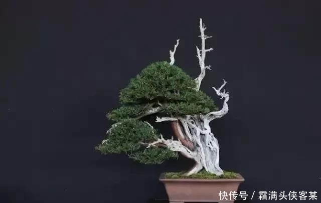  [栽种盆景]玩盆景，已成为当下追求高品质生活的一股潮流