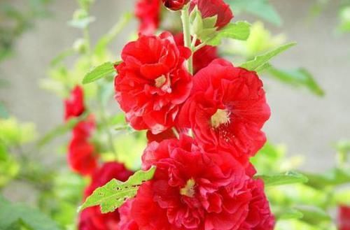  『清热』此花一丈红，花色红艳红漫天，花型硕大少见，花叶皆食清热镇咳