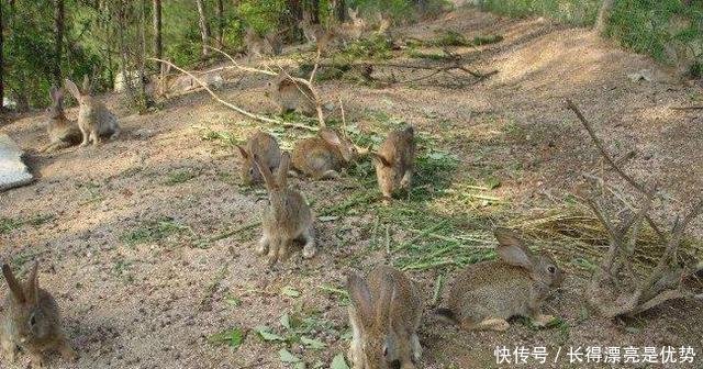  「小伙」农村小伙养殖36元一斤的野味，年产值几十万元