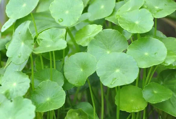  『植物』此5种花超好养，有水就能爆盆，最适合新手养，花开又多又香，美