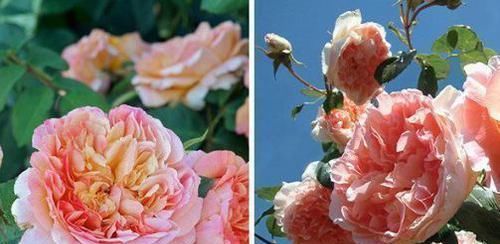 #优良#“优良月季”戴尔巴德,花型丰满,色泽柔和,非常值得拥有