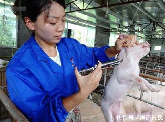 今年养猪，两种人会发财，另一种人将血本无归，养猪人都看看吧！