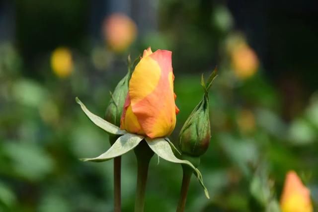  麻叶绣线：春花含情付春光，蔷薇园里漫芬芳