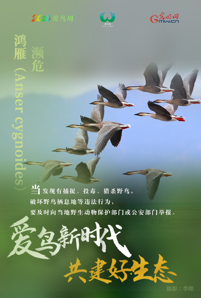  『鸟类资源』海报 | 爱它，就保护它！请善待野生鸟类