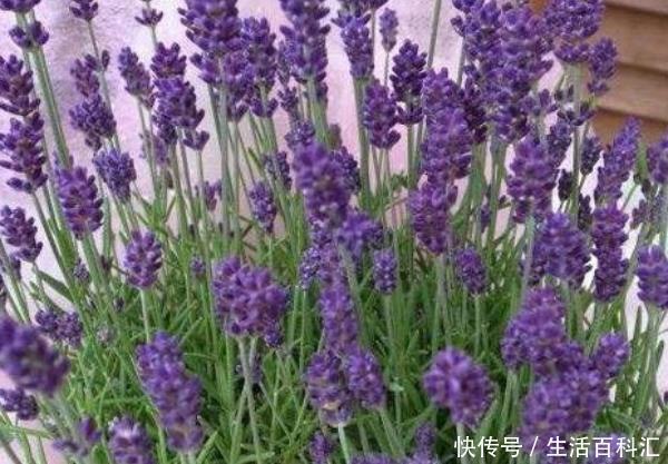  『氧化』卧室养什么花好？这3种花，净化空气吸甲醛，尤其是最后一种！
