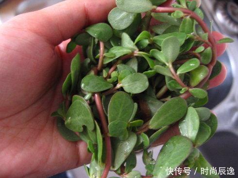 菜地一元一斤的它，每天加食盐洗脸，一周斑点消失，脸蛋亮白细嫩