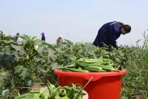  #我国#被誉为蔬菜王，刚引进我国就爆红，价格年年涨，为何农民