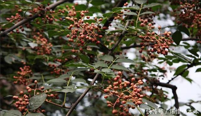 农村一种树枝干比果实更值钱，一根枝干300元，农村却当柴烧！