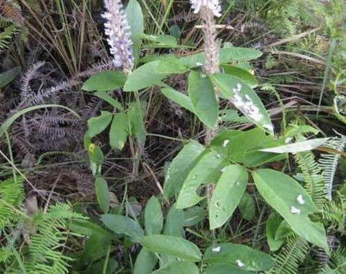  『杂草』山坡下的1种“猫尾草”，有着紫色的花冠，像“猫尾巴”，珍贵