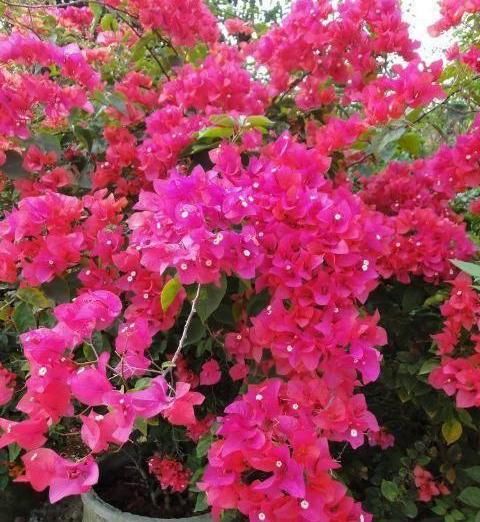  『三角梅』养盆三角梅，先养“壮汉身”，再开花就爆盆