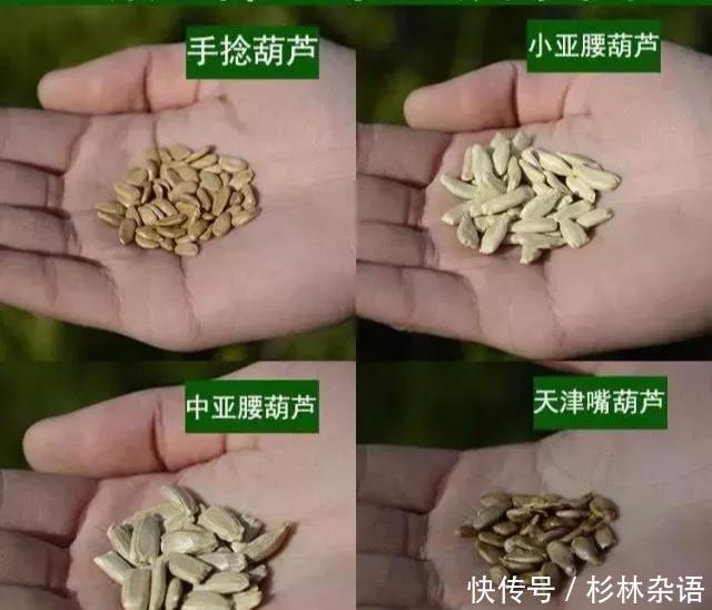  椅子@大爷花10年“种椅子”，一把卖80000！这些文玩在家也能种