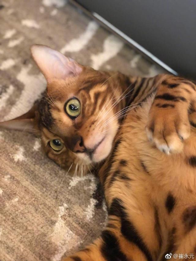 特大事件：崔永元整理出585名演员涉嫌偷税，娱乐圈或将大清洗