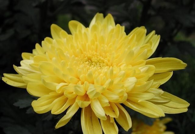  「牡丹」这15种自带“好运”的花，素来招人爱惜，别样雅称更是吸引人