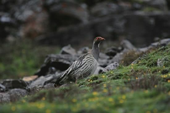  野鸡@农田里的野鸡危害庄稼。农民应该做什么？