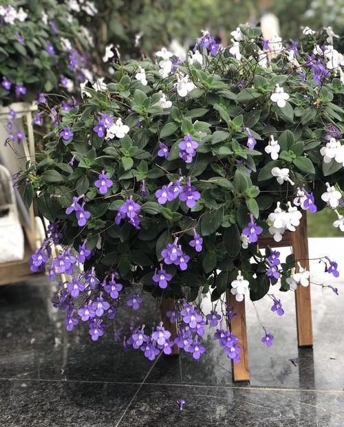  #粉嫩#喜欢菊花，不如养盆“精品玫瑰”戴安娜，花开粉嫩可爱，花开爆盆