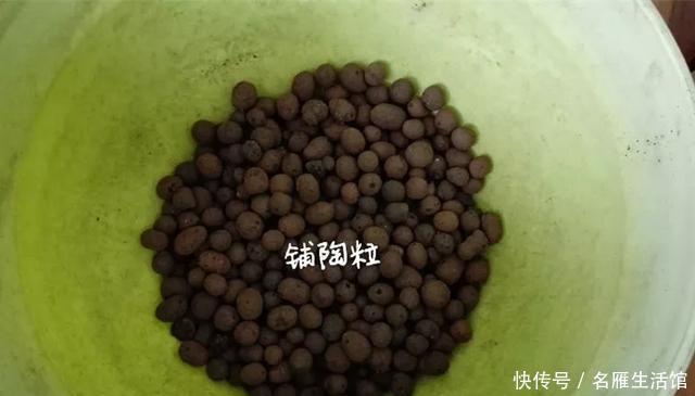 『爆花』开败的矮牵牛,剃头15天又爆花,剪下来的枝条再扦插,1盆变100盆