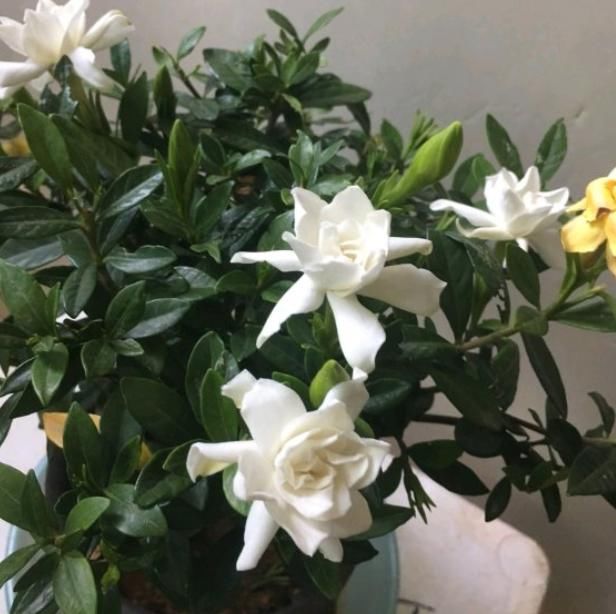  『时间是秋』买花也要看季节，买错了，养不活还浪费钱