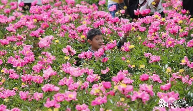 『观赏时间』全部免费!千亩芍药、500亩油牡丹花开成海… 周末约起