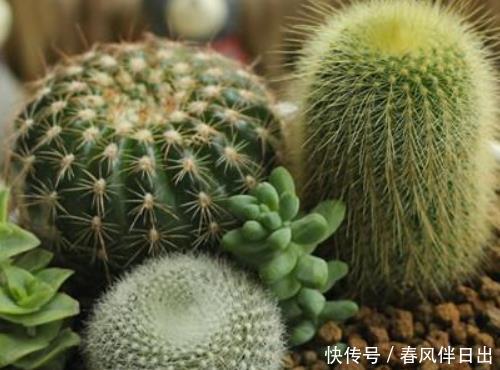  『不养』客厅养花有讲究，懂行的人绝对不养这4种，现在清楚还不晚！