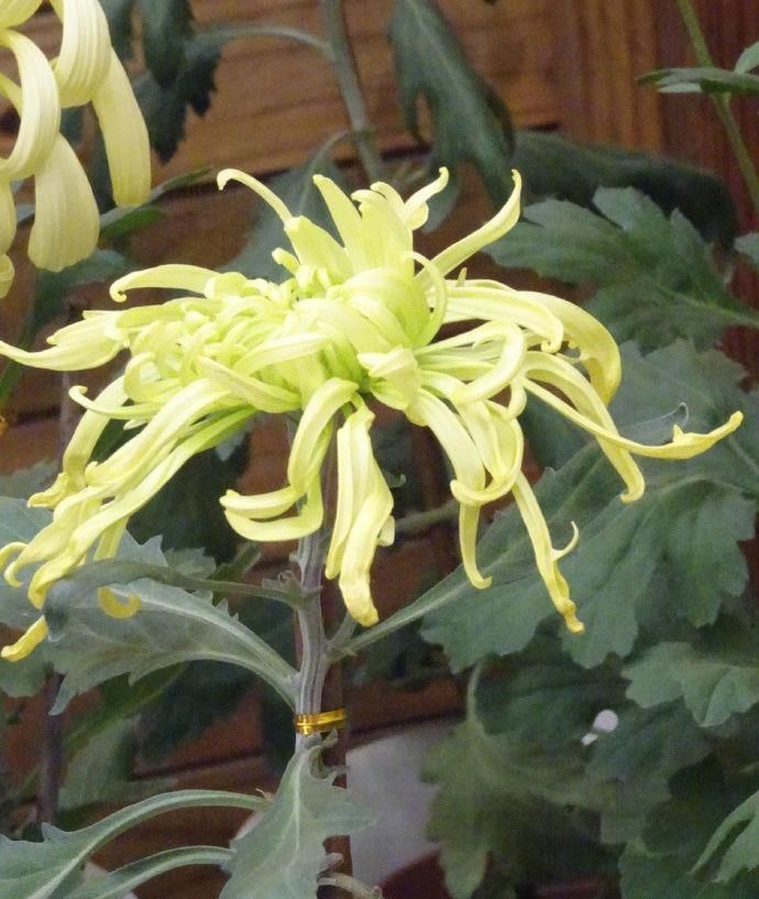  『暮光之城』喜欢菊花，不如养盆“菊中珍品”鹦鹉绿，似凤凰起舞，风姿优雅
