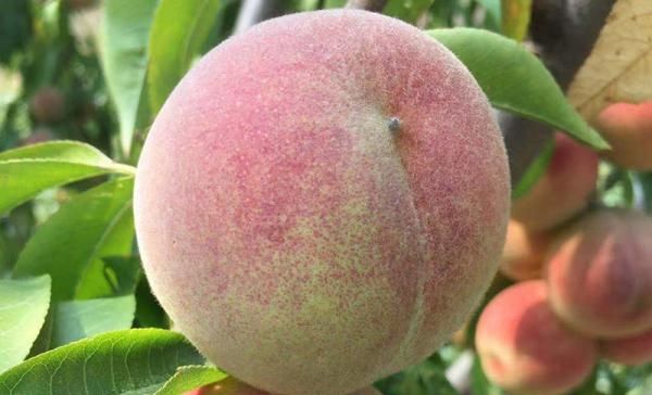  「果子」几百万斤卖不动，价格持续走低，大量果子开始腐烂，果