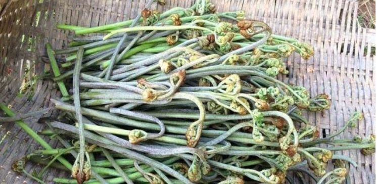  可达■亩产可达3000斤，以前农民当菜吃，如今20元一斤，很多农户不敢种