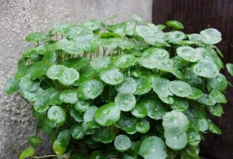  新芽■铜钱草瘦小，不长个？“猛灌”1种肥水，7天见新芽，叶子铜钱大