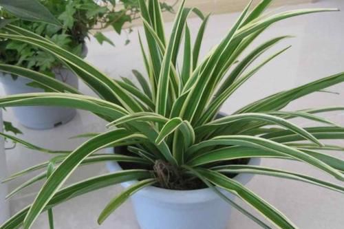 「吊兰的根」吊兰根系'撑爆'盆?跟着小编学,养根、分株,花盆都装不下