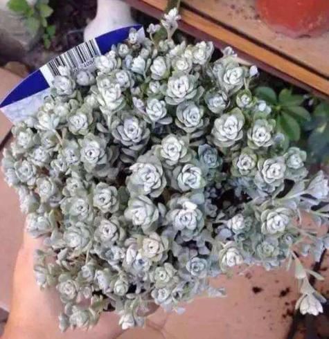 奇葩■多肉植物没'花香'?这4种是'奇葩',自带体香,养护简单