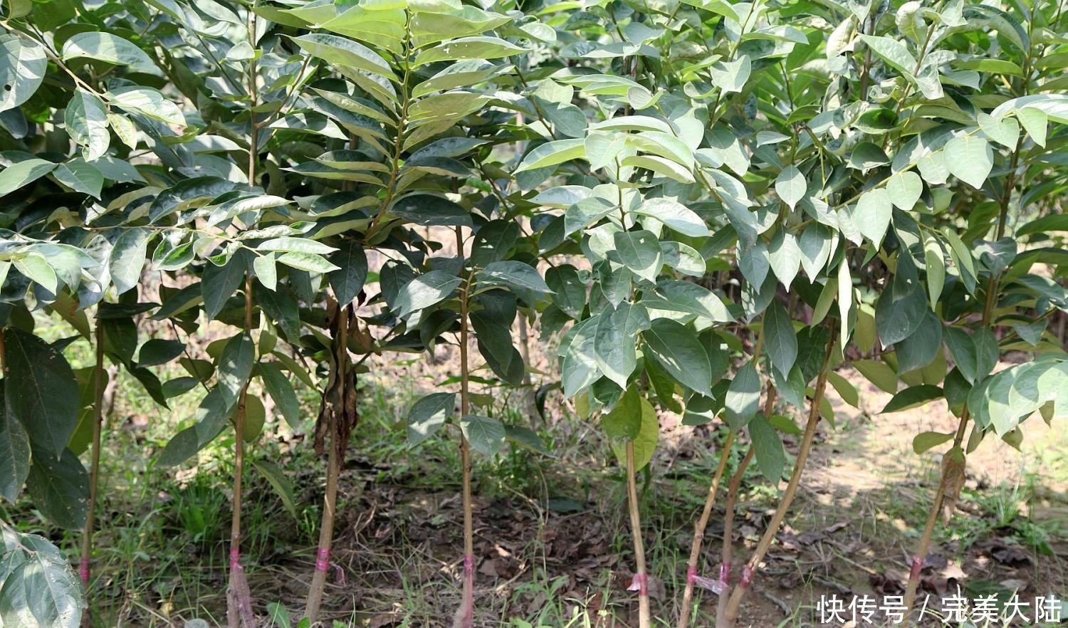  「一夜之间」65岁农民种植了一种稀有水果接近成熟，一夜之间被