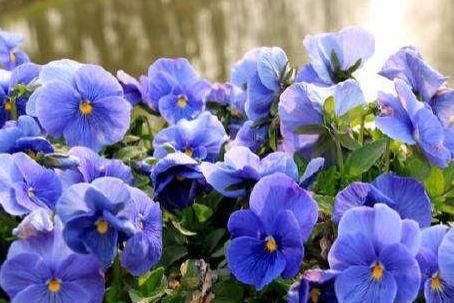  「常见」四种常见植物，阳台栽上几盆，一年四季有花看，新手也能养爆盆