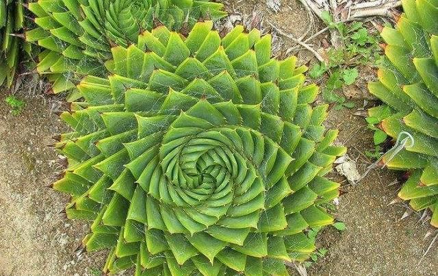  螺旋芦荟■这4种“高贵”花，每个价值都过完，1个月工资都买不起，你有吗？
