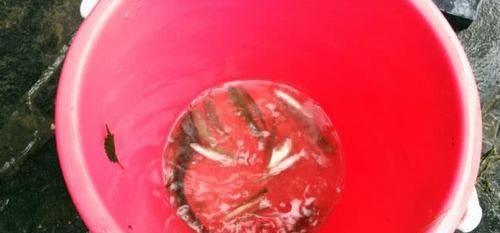  捕鱼■谁曾见过这种捕鱼方式“搬罾”