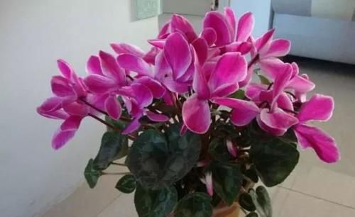  「鸿运当头」植物也有“美名”，“4种”花卉名字好寓意，养家中一点不亏