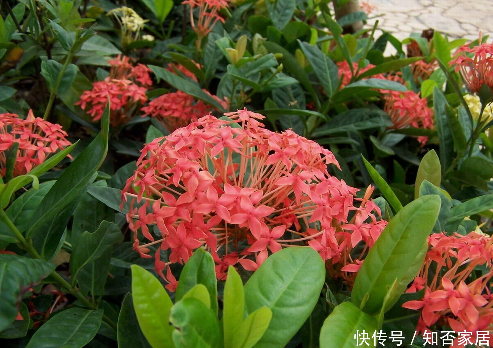 『养花』喜欢养花的朋友，不如养盆龙船花，五颜六色，开花不断