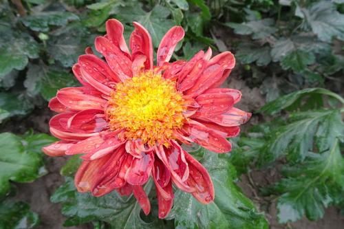  「喜欢」喜欢菊花，就养盆“菊中珍品”大红托桂，红艳欲滴，花香袭人！