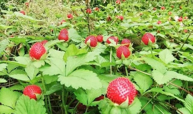 农村茅房边长“草莓”，老人说“蛇爬过”不能吃，如今却成稀罕货