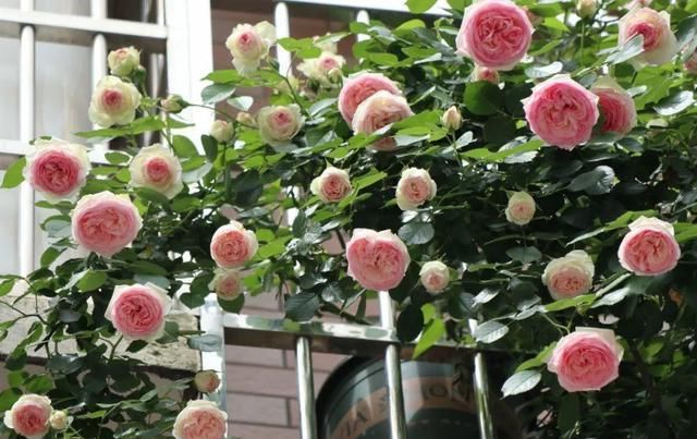  [窜成]18种花，挂窗台窜成绿窗帘，天热了遮阴真凉快！