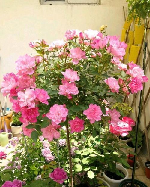  充足的光照■最美的“开花机器”，仙气十足，花多易爆盆，一开上百朵人见人夸