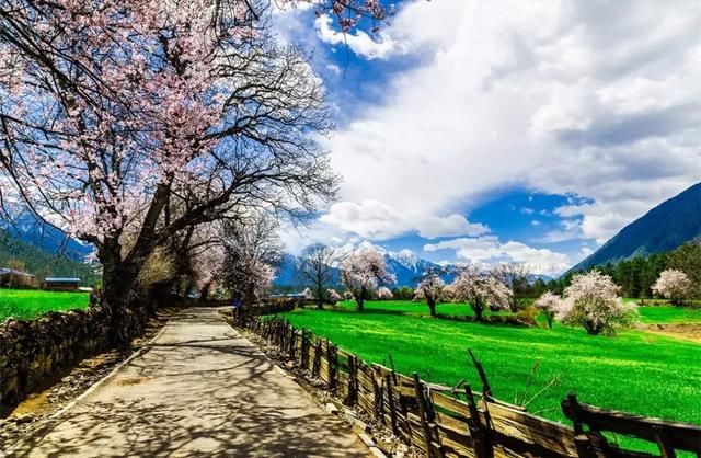 2019年，去林芝看桃花！