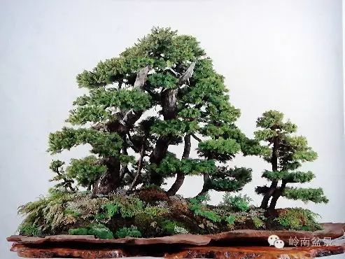 盆景构景十种风格