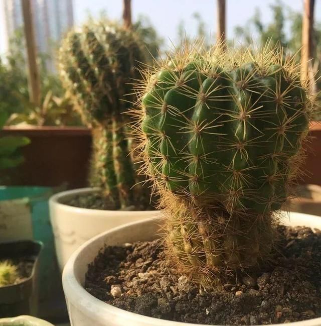  [种植物]家里仙人球养得好，放在阳台就能长，真好看！