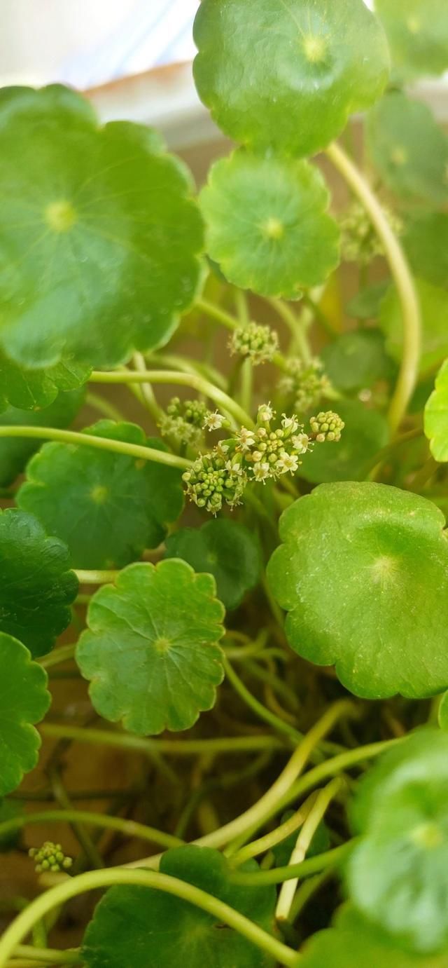  铜钱草■2种花，一旦开花就得剪，不然整棵植物死翘翘