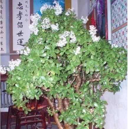  [变得]给玉树做个“整容手术”，变得又肥又嫩，发财树都没有这么美！