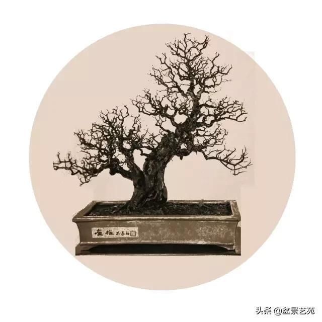  「成寸」盆景百态，缩地成寸